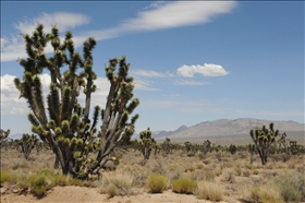 Joshua Tree NP